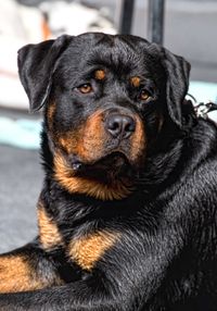 Rottweiler bei der Super Cup Show in Gröbern am See. Foto (c) D. Günther, 2015. Rottweiler bei der Super Cup Show in Gröbern am See. Foto (c) D. Günther, 2015.