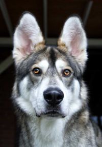 Tschechoslowakischer Wolfhund-Mix. Foto: D. Guenther, 2024
