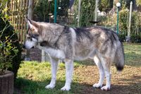 Tschechoslowakischer Wolfhund-Mix. Foto (c) D. Guenther, 2024.