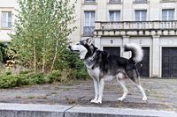 Alaskan Malamute. Foto (c) D. Guenther, 2016.